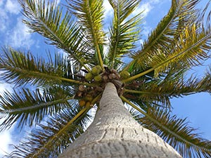  Nötter-i-palm