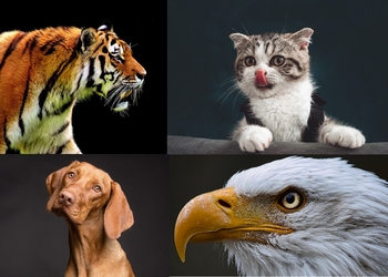 Bild på fyra djur - Drömtydning om djur