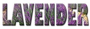Ordet Lavender av blommor - Aroma Diffuser